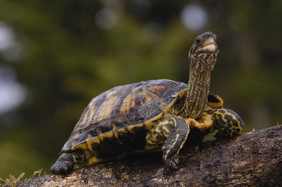 Animal Photograph - Brown Wood Turtle Ecuador by Pete Oxford