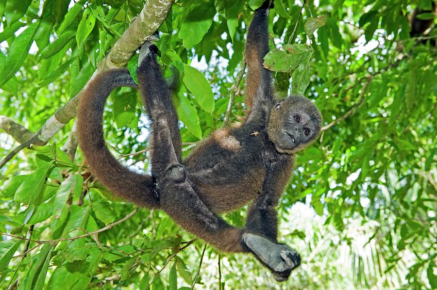 Brown Woolly Monkey Photograph by Tony Camacho/science Photo Library