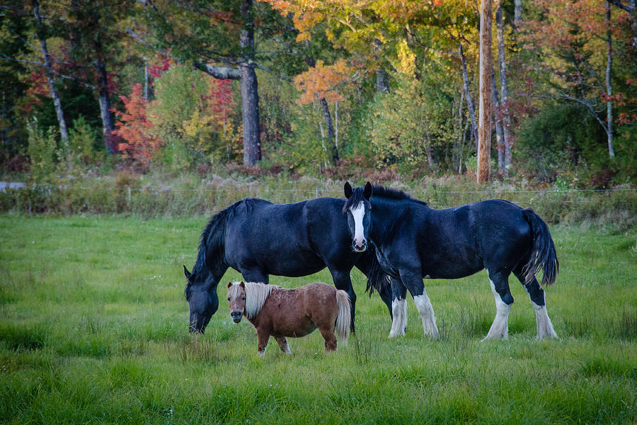 Brownfield Horses Photograph by Jennifer Kano