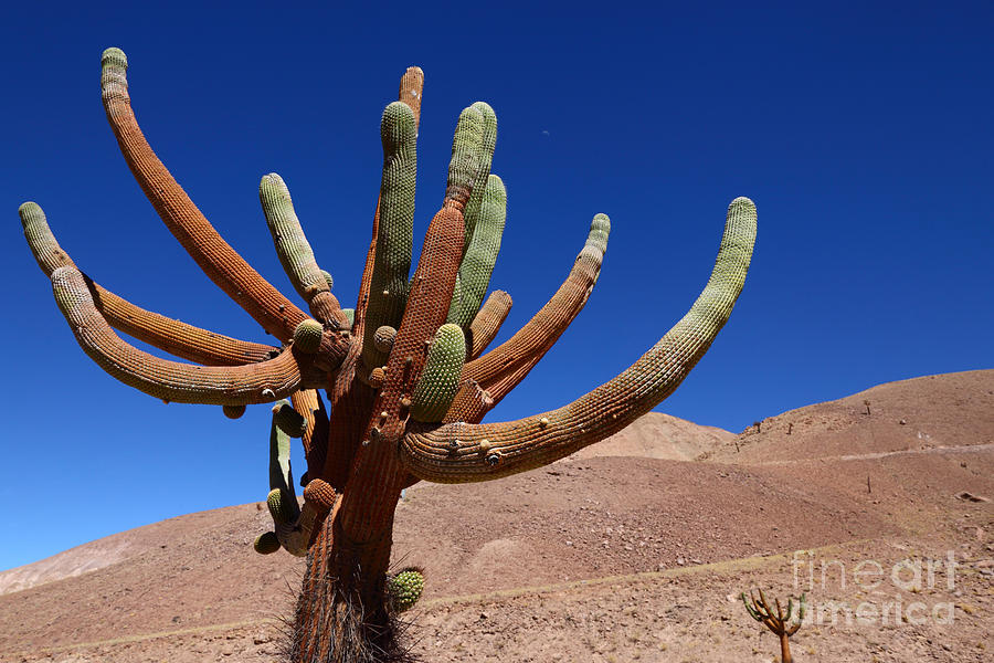Browningia candelaris cactus Chile Photograph by James Brunker