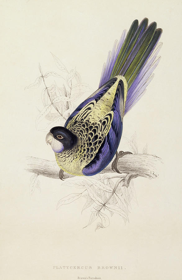 Edward Lear Painting - Browns Parakeet by Edward Lear
