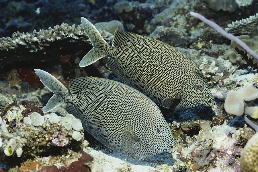 Brownspotted Rabbitfish Photograph by FREDERICK R McCONNAUGHEY