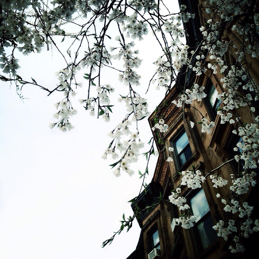 Brownstones and Blossoms Photograph by Natasha Marco