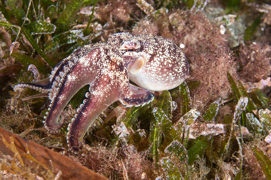 Brownstripe Octopus Photograph by Andrew J. Martinez