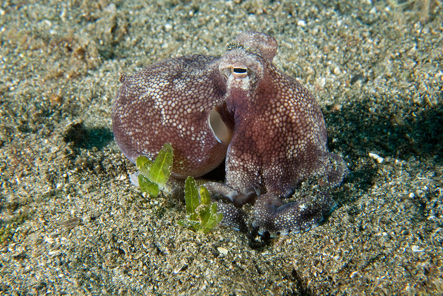 Brownstripe Octopus Octopus Burryi Photograph by Andrew J. Martinez
