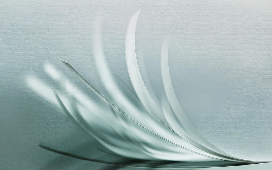 Feather Photograph - Browse by Jutta Kerber