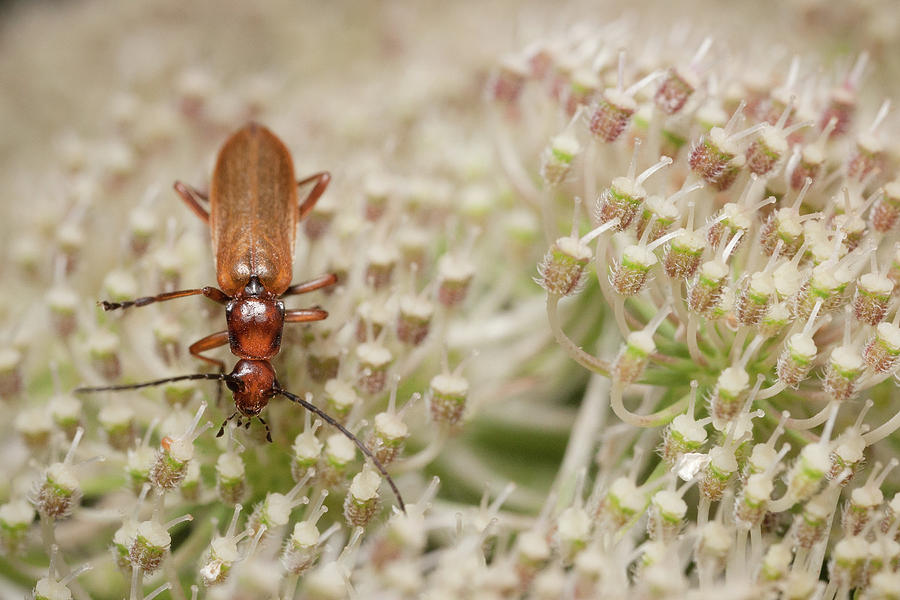 Browsing Soldier Beetle Photograph by Stavros Markopoulos
