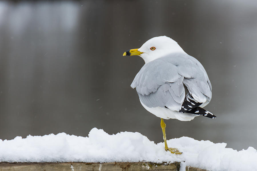 Brrrr It's Cold Photograph by Kathy Liebrum Bailey - Fine Art America