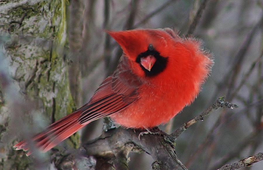Cardinal Photograph - Brrrrrr it is Cold Out Here by Bruce Bley