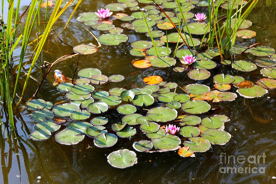Bruges Lily Pond Photograph by Carol Groenen