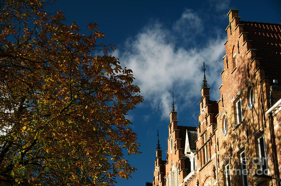 Tree Photograph - Bruges by Louise Fahy