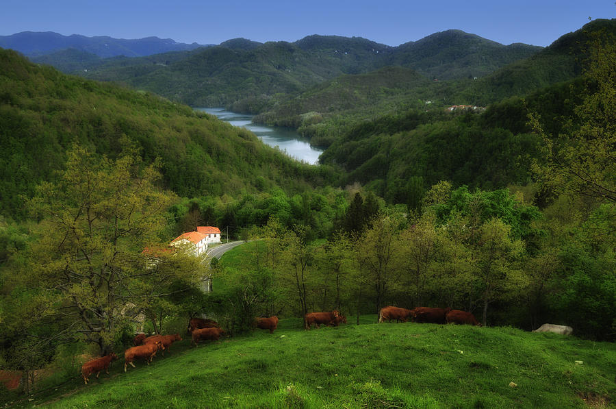 Brugneto Lake With Cows Over Bavastrelli Photograph by Enrico Pelos