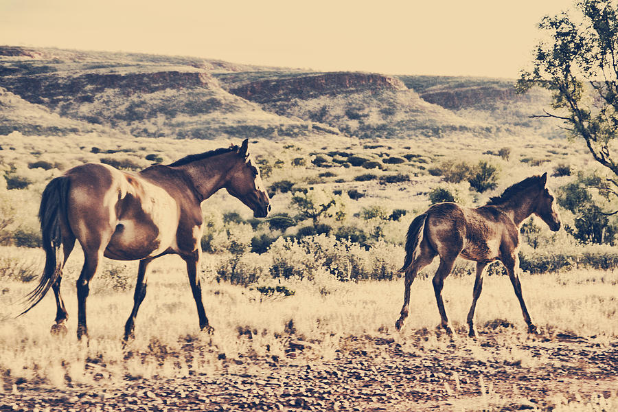 Brumby with Foal Photograph by Douglas Barnard