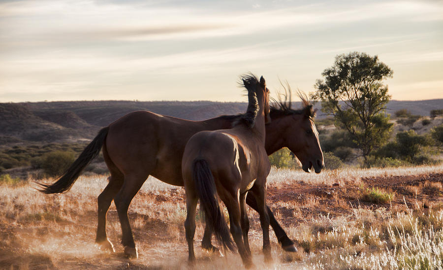 Brumby with Foal V1 Photograph by Douglas Barnard