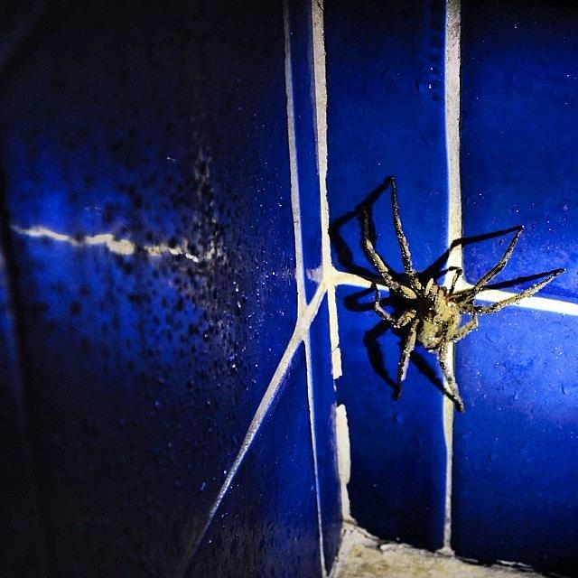 Spider Photograph - #bruno #btw #spider #huntsman #panama by Charles H