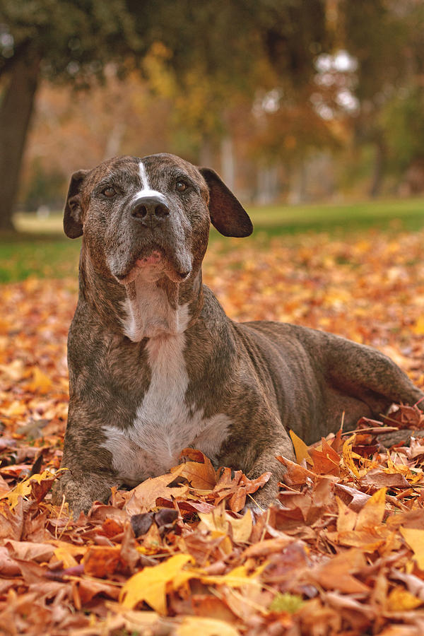 Bruno in the fall leaves  Photograph by Brian Cross