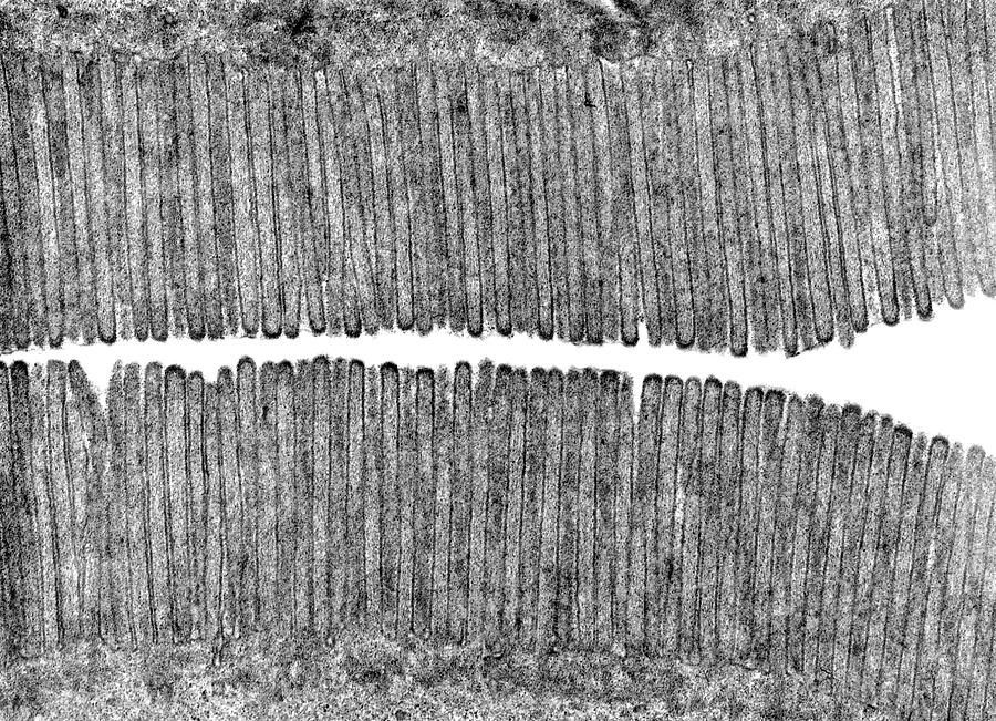 Brush Border Photograph by Jose Calvo / Science Photo Library | Fine ...