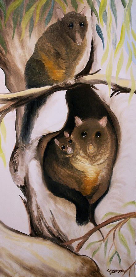 Brush Tail Possum Painting by Glen Johnson