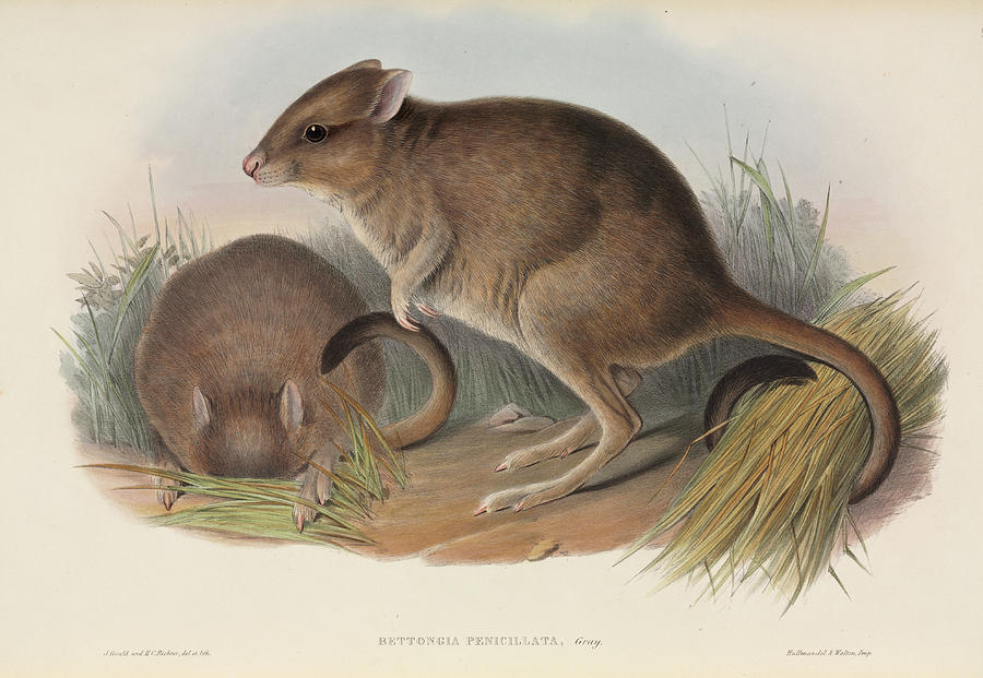 Brush-tailed Bettong Photograph by Natural History Museum, London/science Photo Library