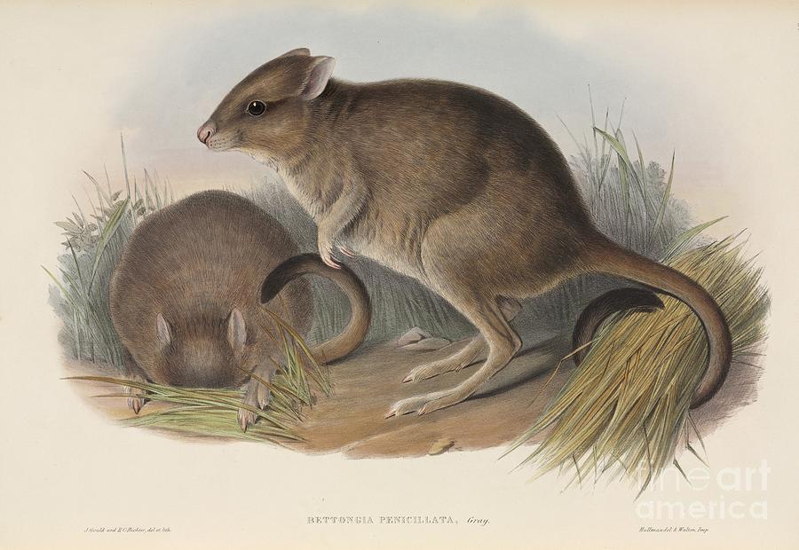 Brush-tailed Bettongs, Artwork Photograph by Natural History Museum, London