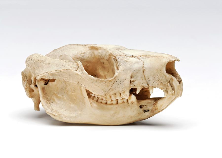 Still Life Photograph - Brush-tailed Possum Skull by Ucl, Grant Museum Of Zoology