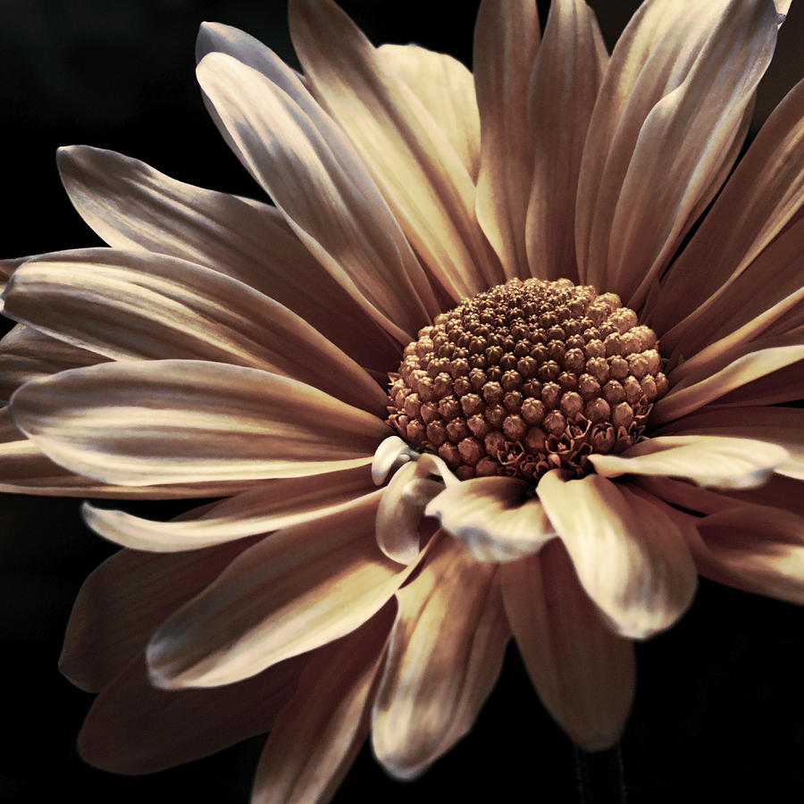 Daisy Photograph - Brushed Crown Gold by Darlene Kwiatkowski