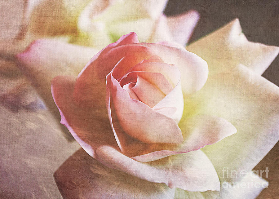 Brushed Pink Rose Photograph by Janice Pariza