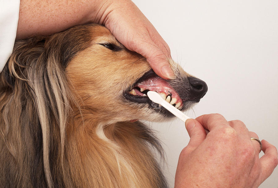 Dog Photograph - Brushing A Dogs Teeth by John Daniels
