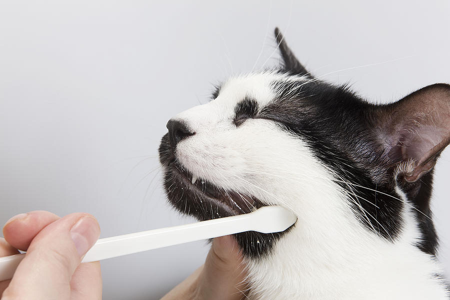 Brushing Cat Teeth Photograph by Jean-Michel Labat