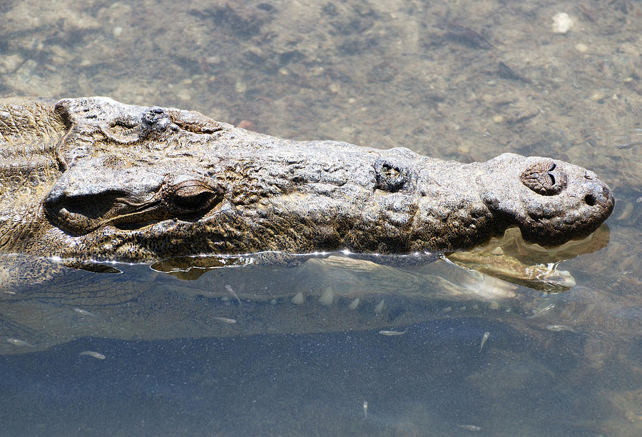 Crocodile Photograph - Brushing Teeth by Ramunas Bruzas