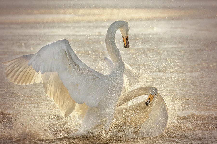 Brutal Swan Fight Photograph by Libby Zhang