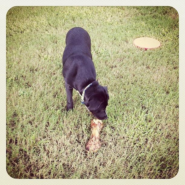 Brutus Getting His First Bone For The Photograph by Ava Barbin-king