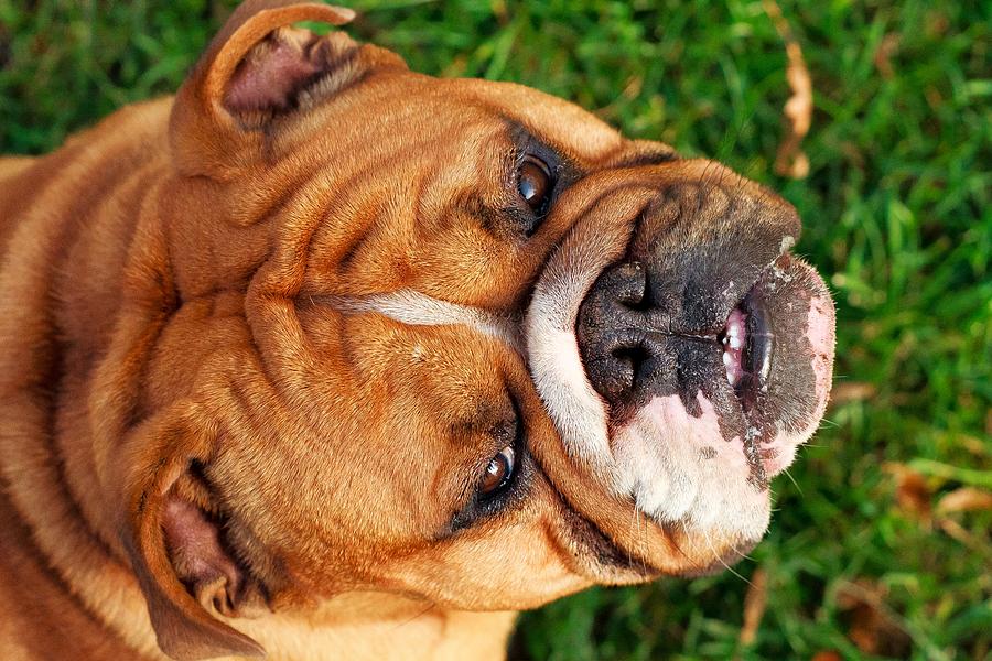 Brutus the Bulldog