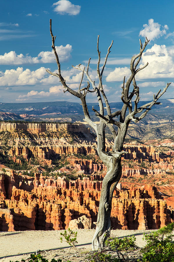 Bryce Amphitheater Photograph by Levin Rodriguez