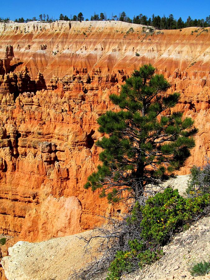 Bryce Canyon 157  Photograph by Maria Huntley