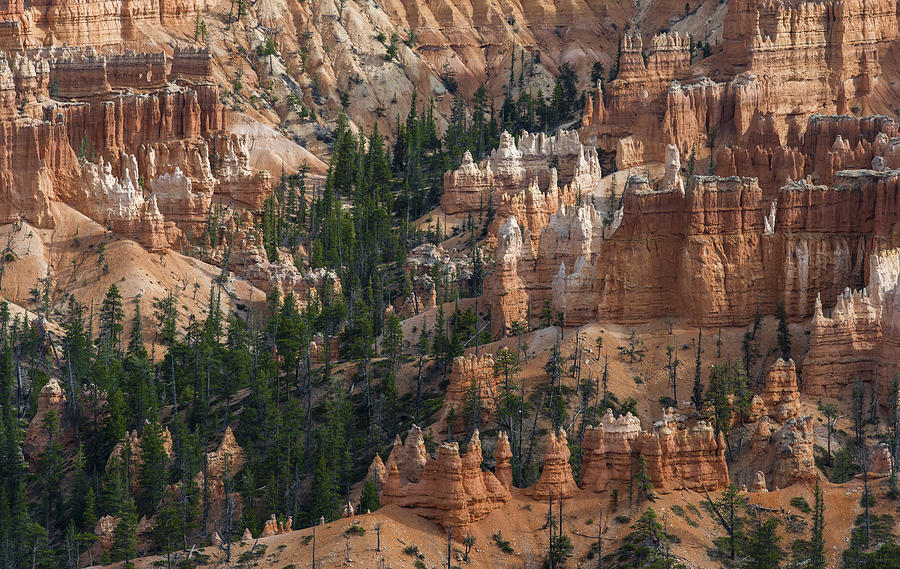 Bryce Canyon #9 Photograph by Phil Abrams