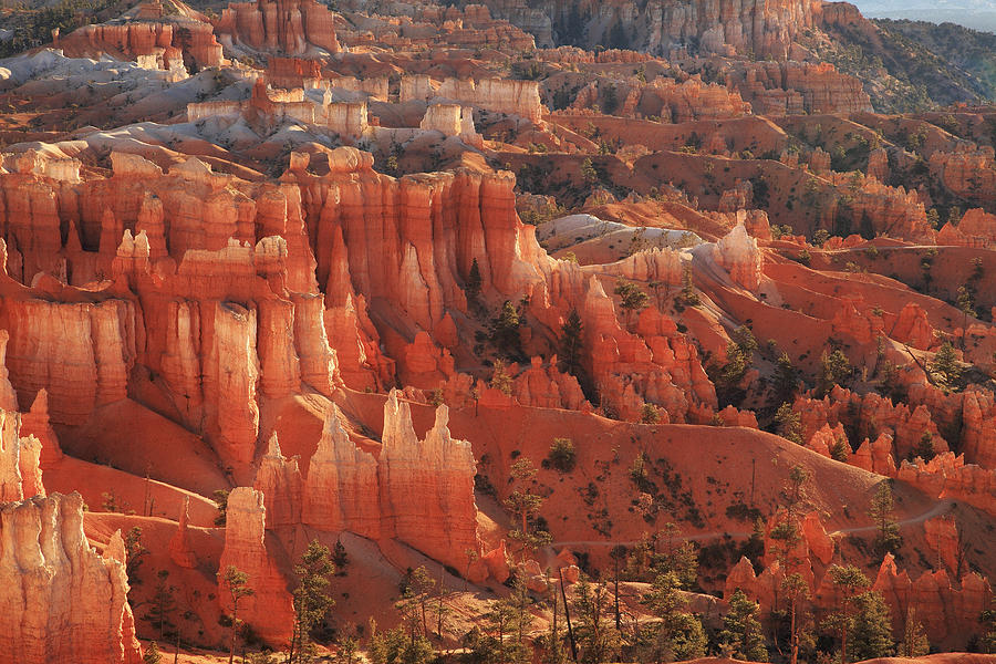 Bryce Canyon Amphitheater in Morning Light Photograph by Alan Vance Ley