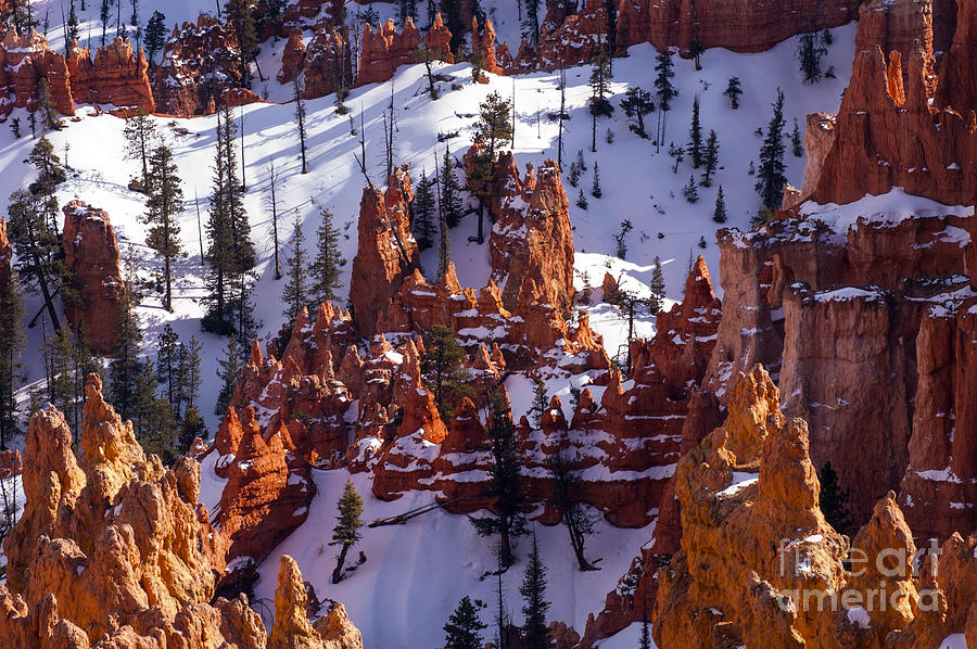 Bryce Canyon Red on White One Photograph by Bob Phillips