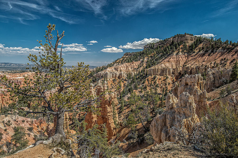 Bryce Canyon Fairyland Point Photograph by Phil Abrams