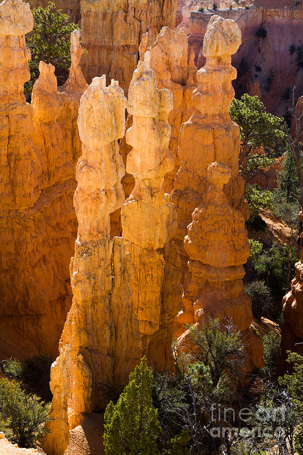 Bryce Canyon from Bryce Point 2 Photograph by Dan Hartford