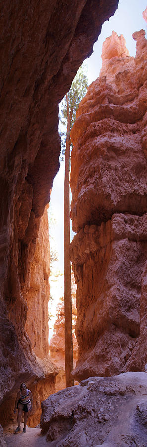 Bryce Canyon from the Bottom Panoramic Photograph by Mike McGlothlen