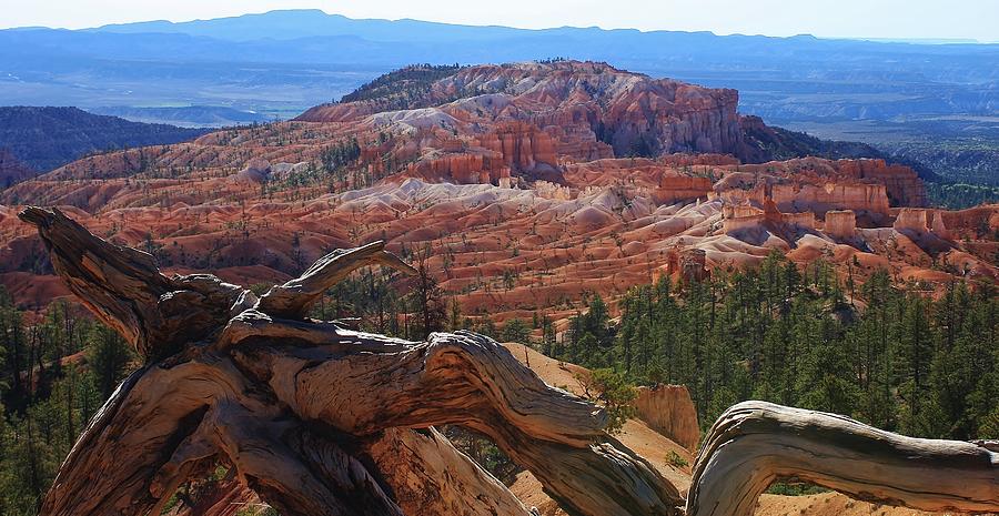 Bryce Canyon from the Rim Photograph by Bruce Bley