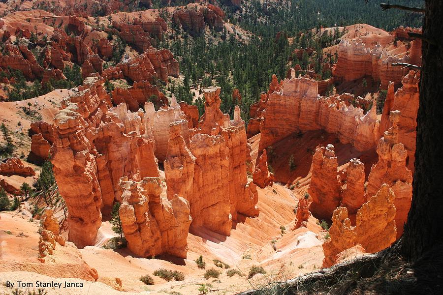 Bryce Canyon Hideaways Photograph by Tom Janca