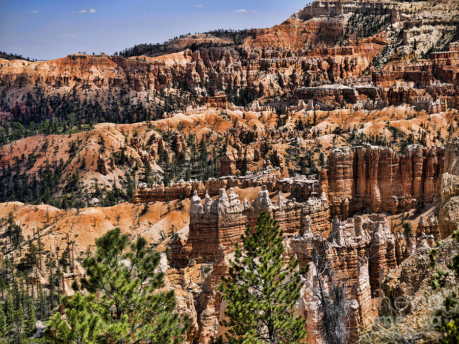 Bryce Canyon Hoodoos Photograph by Brenda Kean
