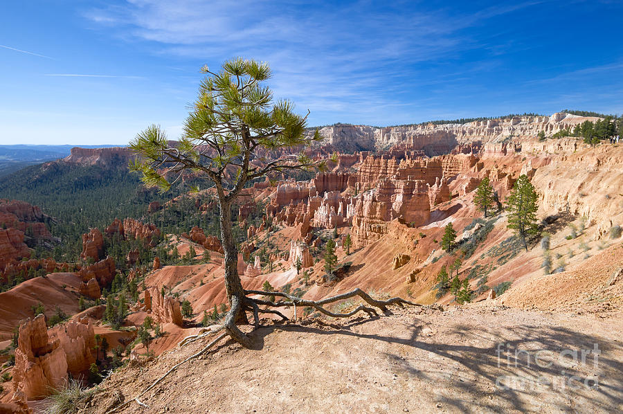 Bryce Canyon Photograph by Juergen Klust