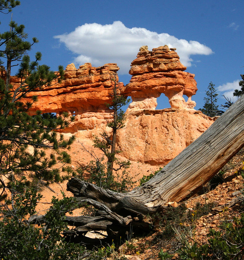 Tree Photograph - Bryce Canyon Landscape 01 by Her Arts Desire