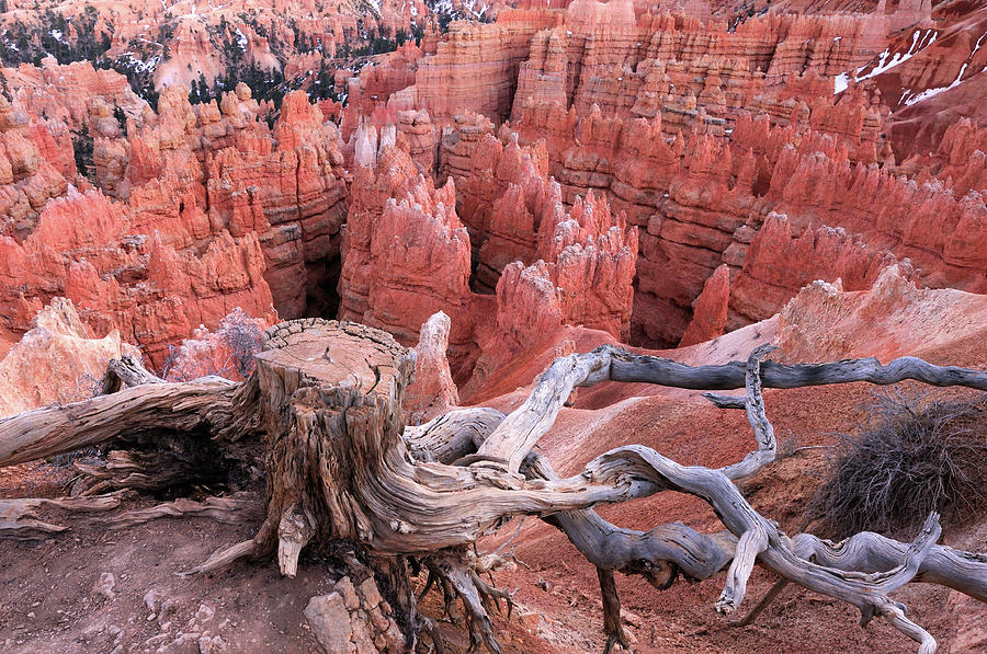 Bryce Canyon Landscape With Old Stub On Photograph by Rezus