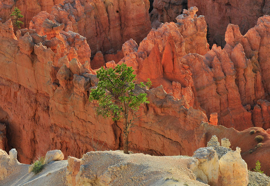 Bryce Canyon Lone Tree Photograph by Ginger Wakem