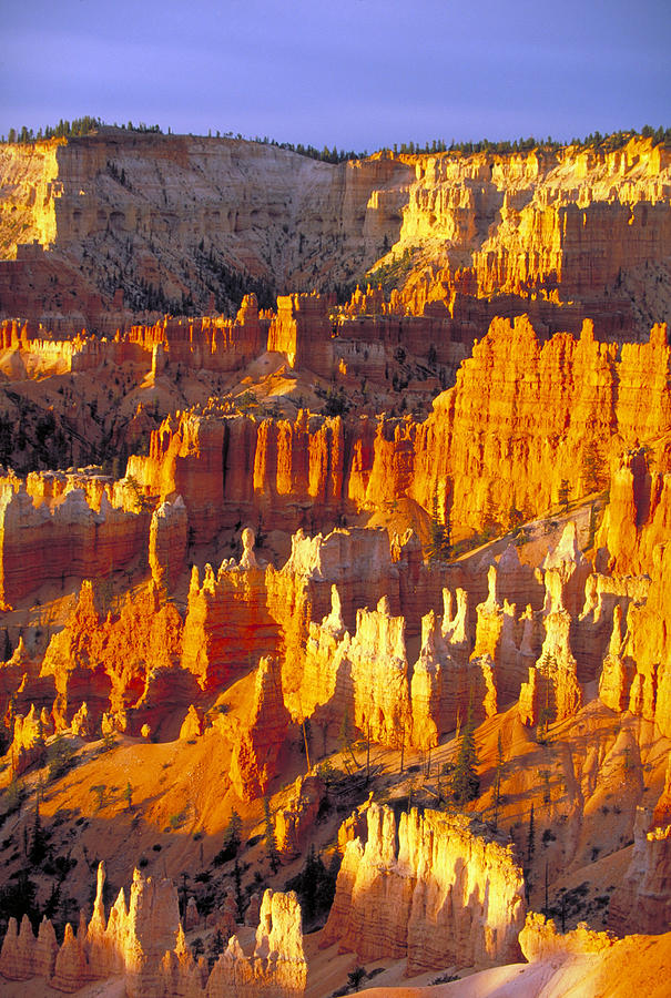 Bryce Canyon National Park Photograph by Brenda Tharp