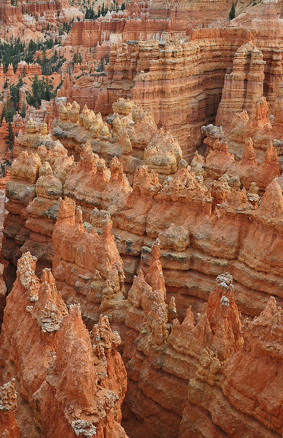Bryce Canyon National Park Formations with Trees Photograph by Bruce Gourley